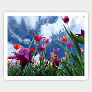 Multi color Tulips Sticker